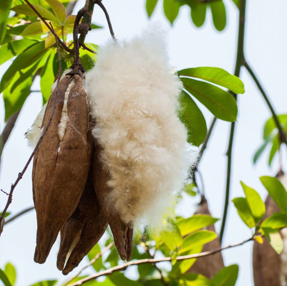 Kapok Trees: Solution durable pour le remplissage des bolsters de yoga –  COVERCO BRANDS SL - Ananda Hum, image size:1003x1000