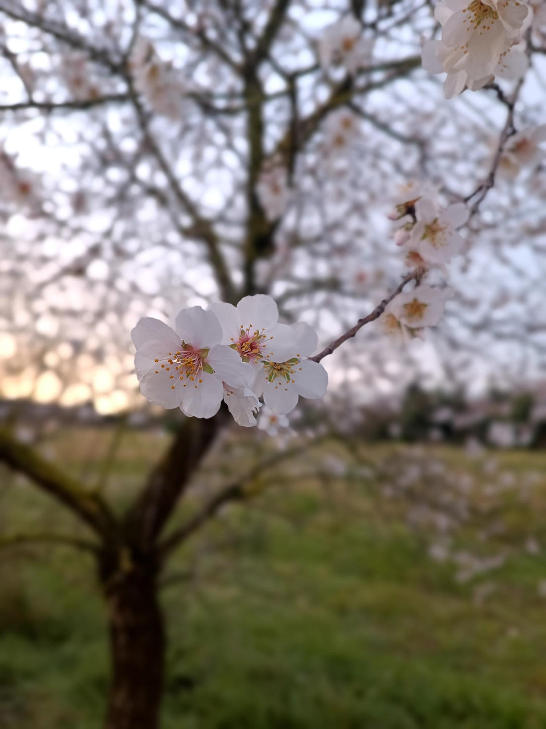 el renacer de la `primavera