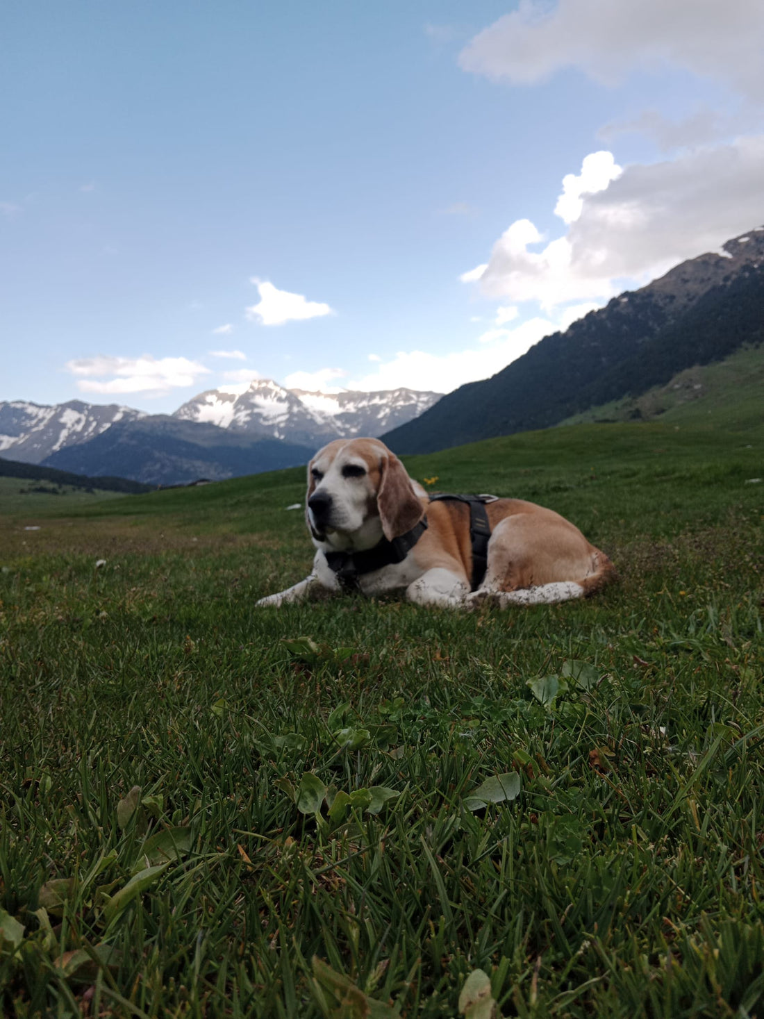 What My Dog Taught Me About Letting Go