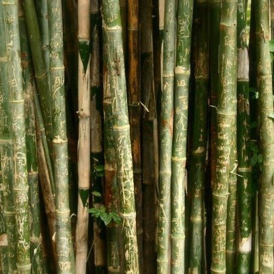 Brosse à dents en bambou - naturelle et biodégradable